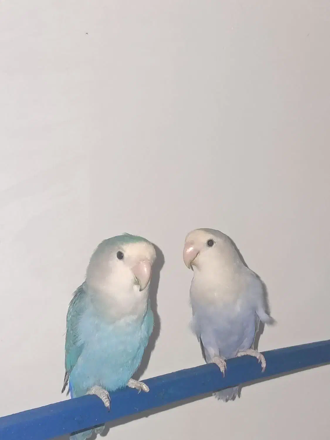 طوطی برزیلی|پرنده|شیراز, کیان آباد|دیوار