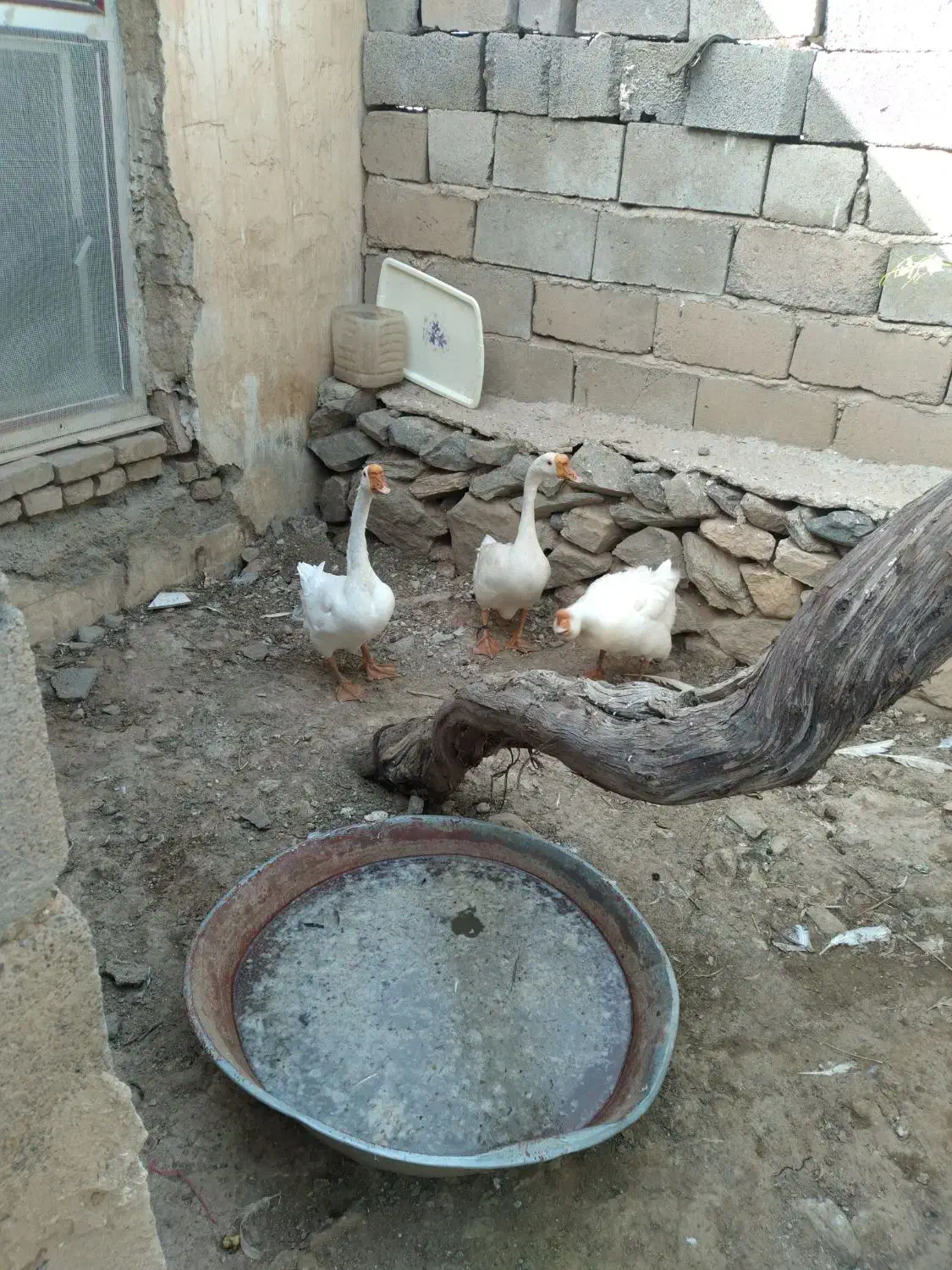 قو قاز|حیوانات مزرعه|قروه, |دیوار