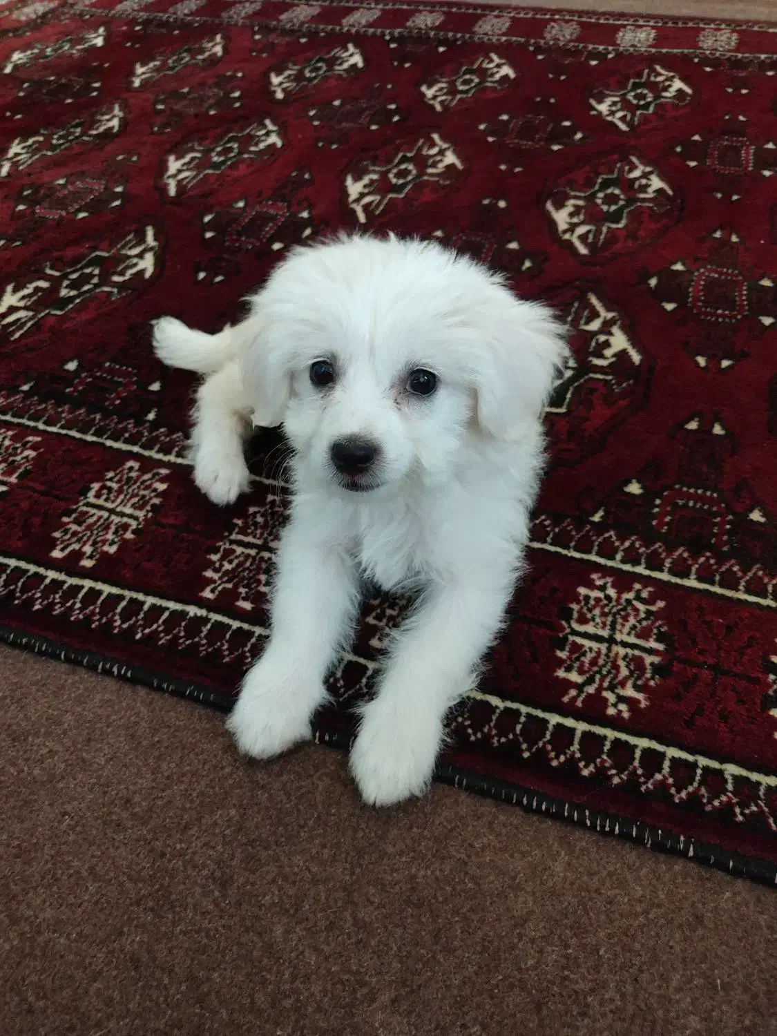 سگ بازیگوش شیتزو مادهرنگ سفید|سگ|گنبد کاووس, |دیوار