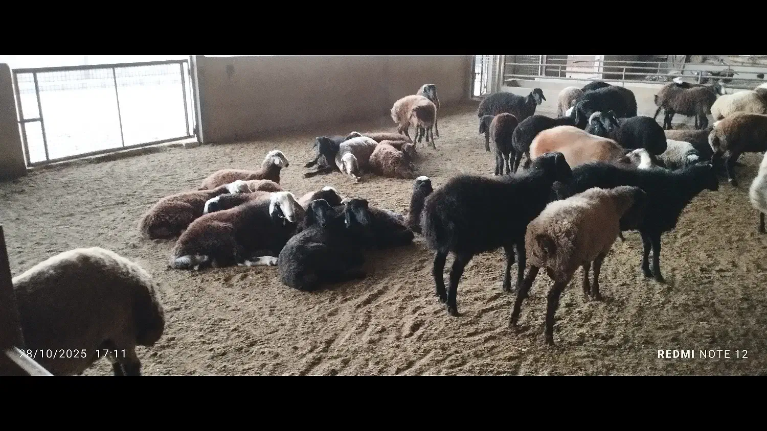 فروش میش وبره|حیوانات مزرعه|شاهدشهر, |دیوار