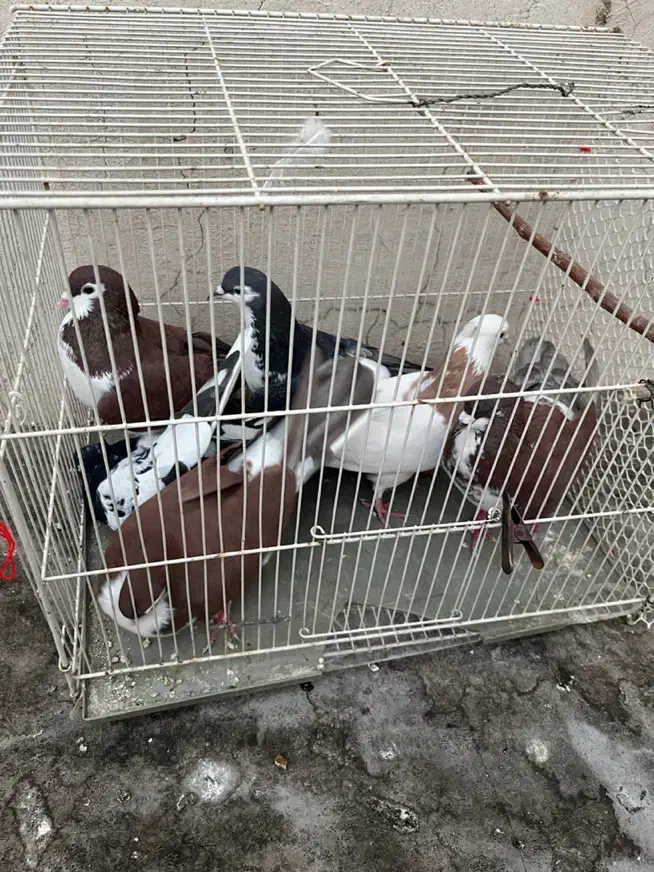 ۶عدد کفتر رنگه|پرنده|مشهد, ادیب نیشابوری (شهرک غرب)|دیوار