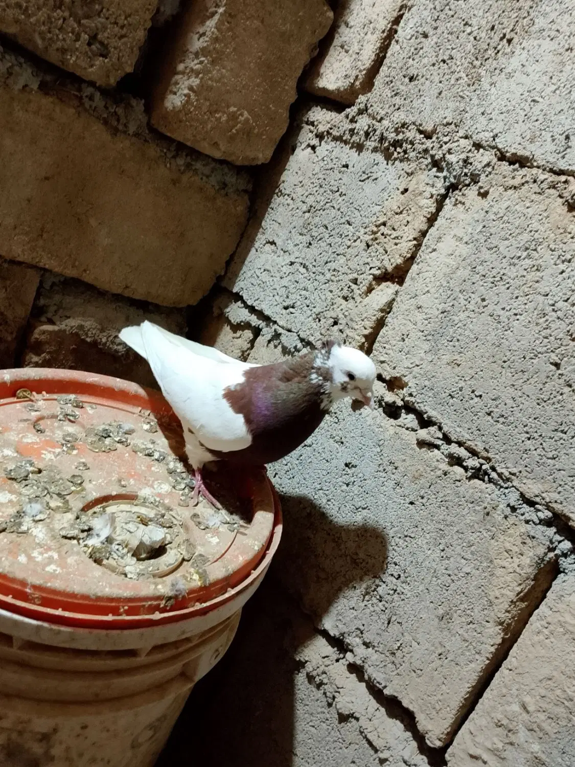 طوقی|پرنده|باروق, |دیوار
