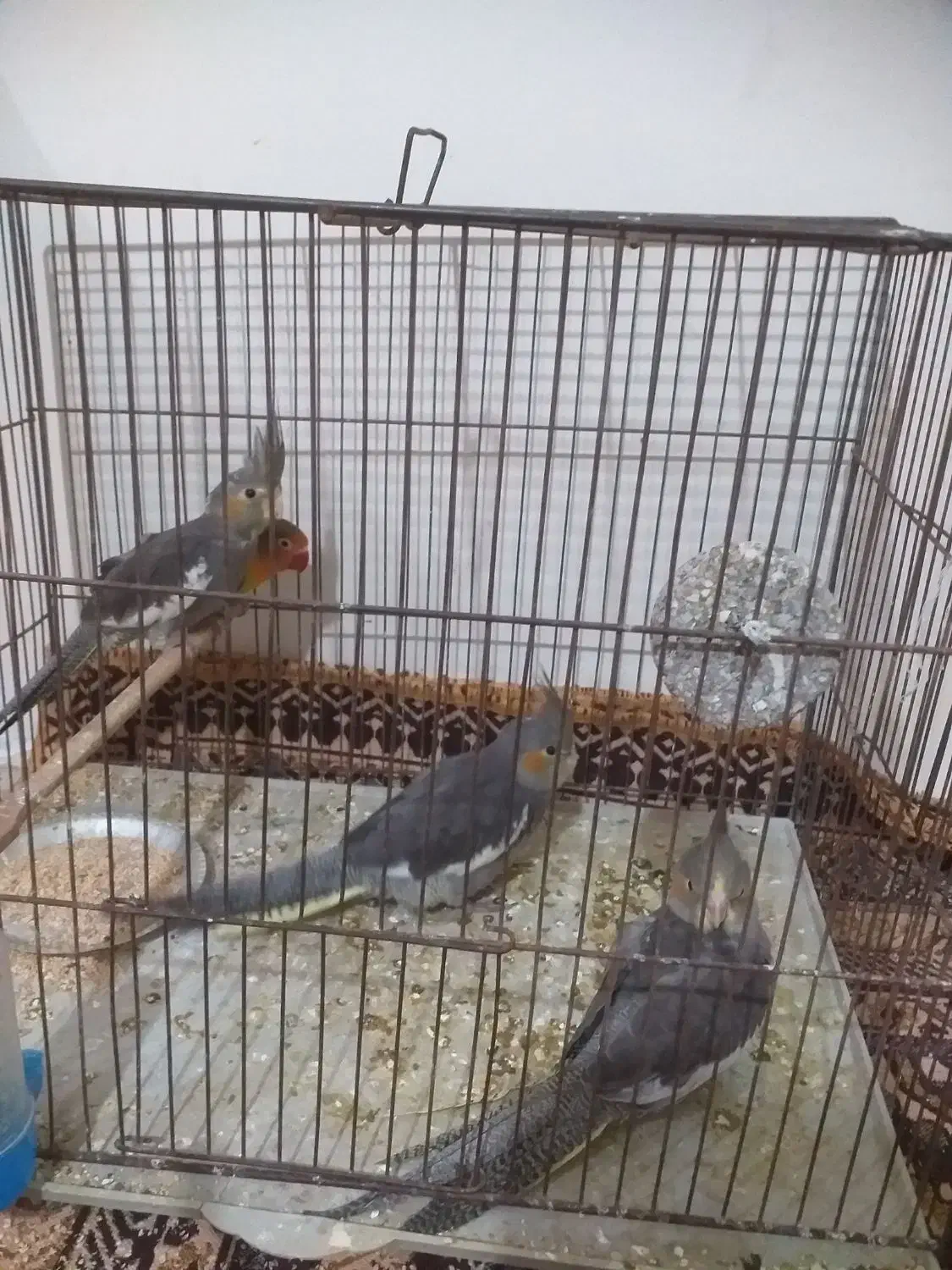 عروس هلندی|پرنده|مشهد, کشف|دیوار