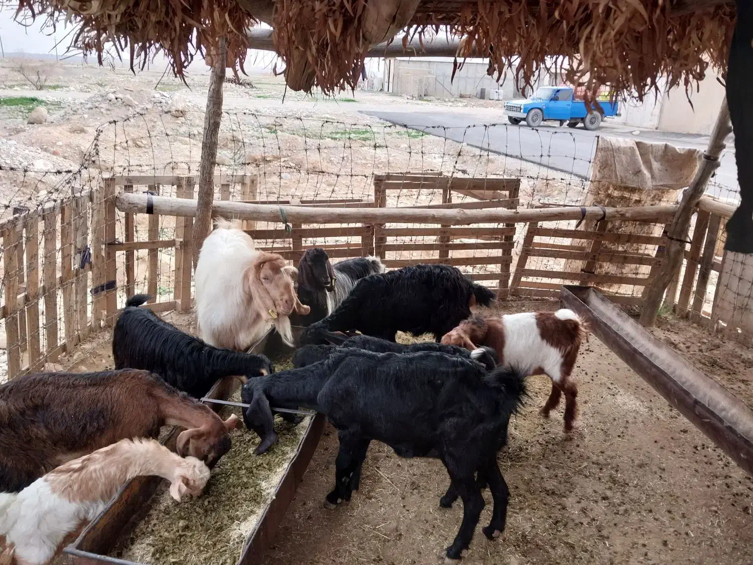 بز بزغاله|حیوانات مزرعه|مهران (ایلام), |دیوار