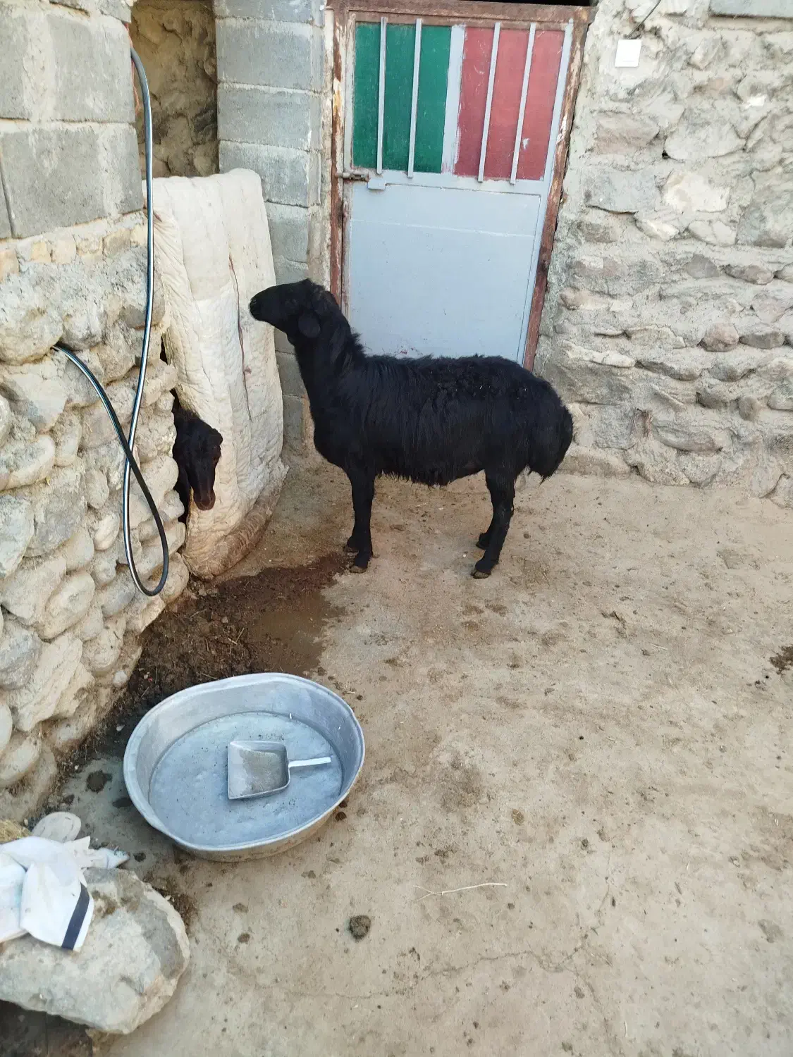 قوچ افشار دو دندون|حیوانات مزرعه|بستان آباد, |دیوار