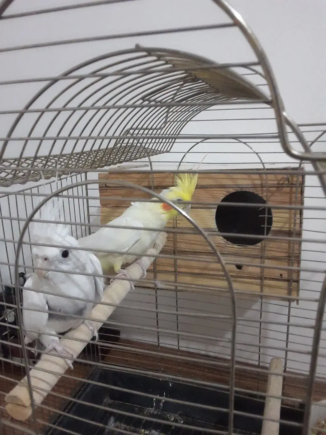 عروس هلندی|پرنده|اسلام‌شهر, مظفریه|دیوار