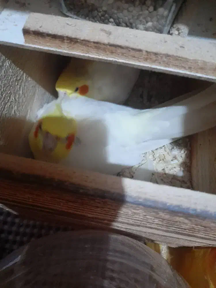 فروش فوری عروس هلندی|پرنده|خرم‌آباد (تنکابن), |دیوار