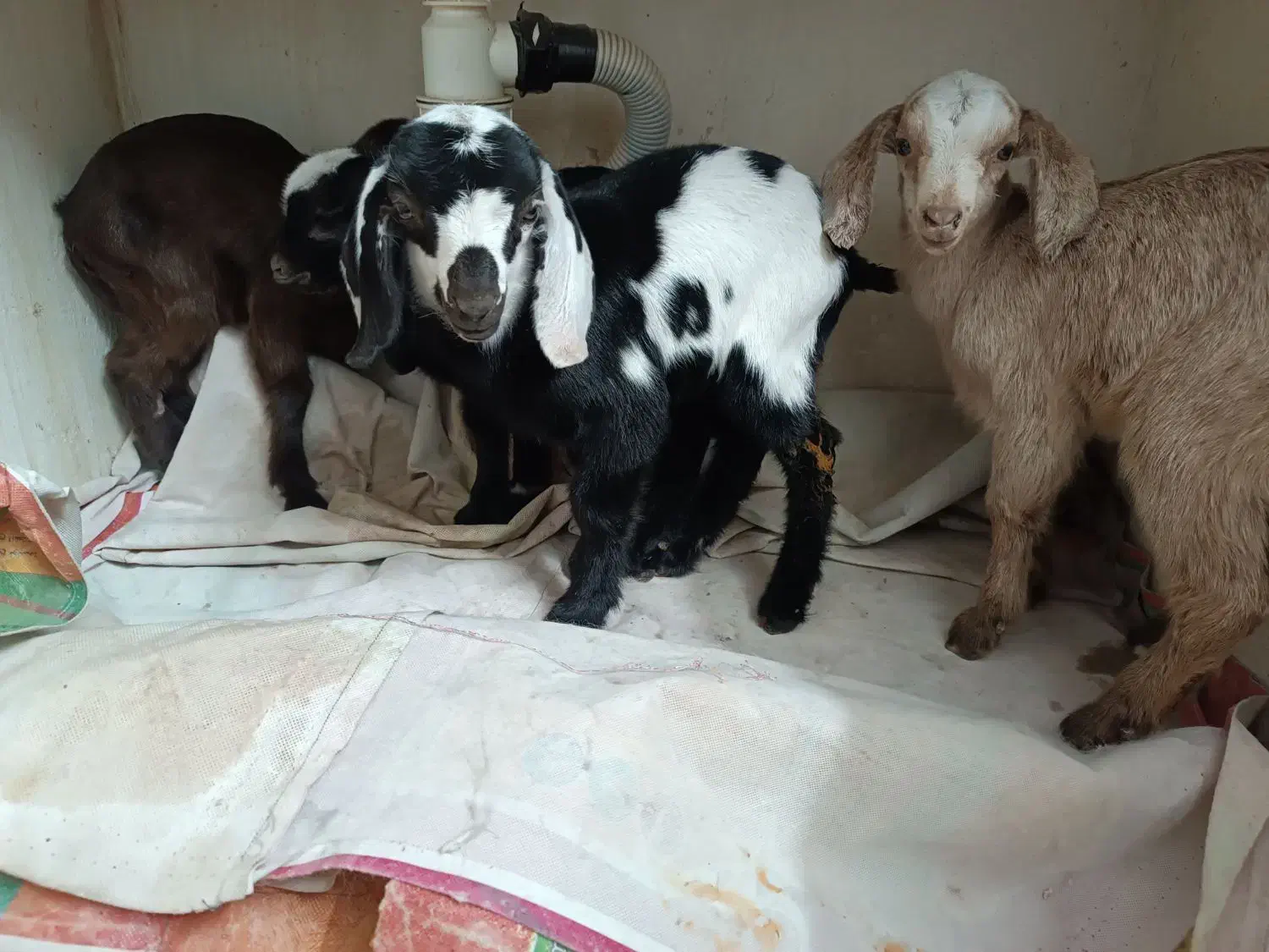 بزغاله شیری|حیوانات مزرعه|شاهین‌شهر, منطقه صنعتی سین|دیوار