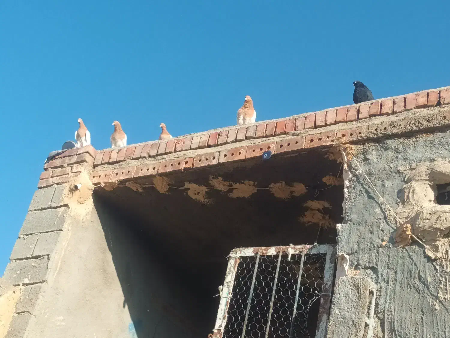 کله زرد ۱۵عدد فروشی جفتی ۹۰۰|پرنده|کشاورز, |دیوار