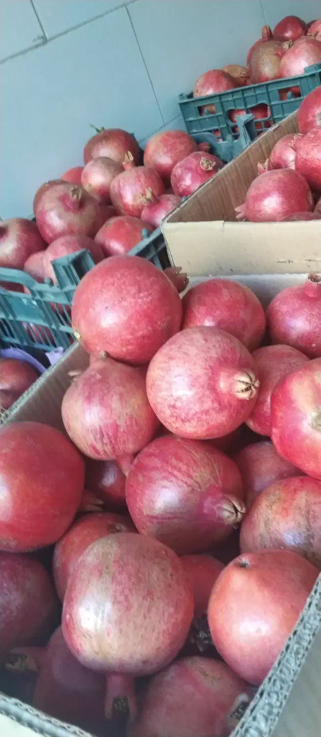 انار ملس صادراتی|خوردنی و آشامیدنی|یزد, |دیوار