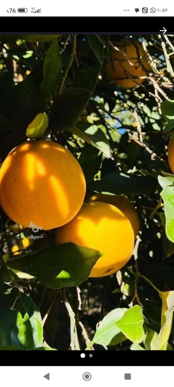 پرتقال تامسون شیرین آبدار|عمدهفروشی|زرگرشهر, |دیوار
