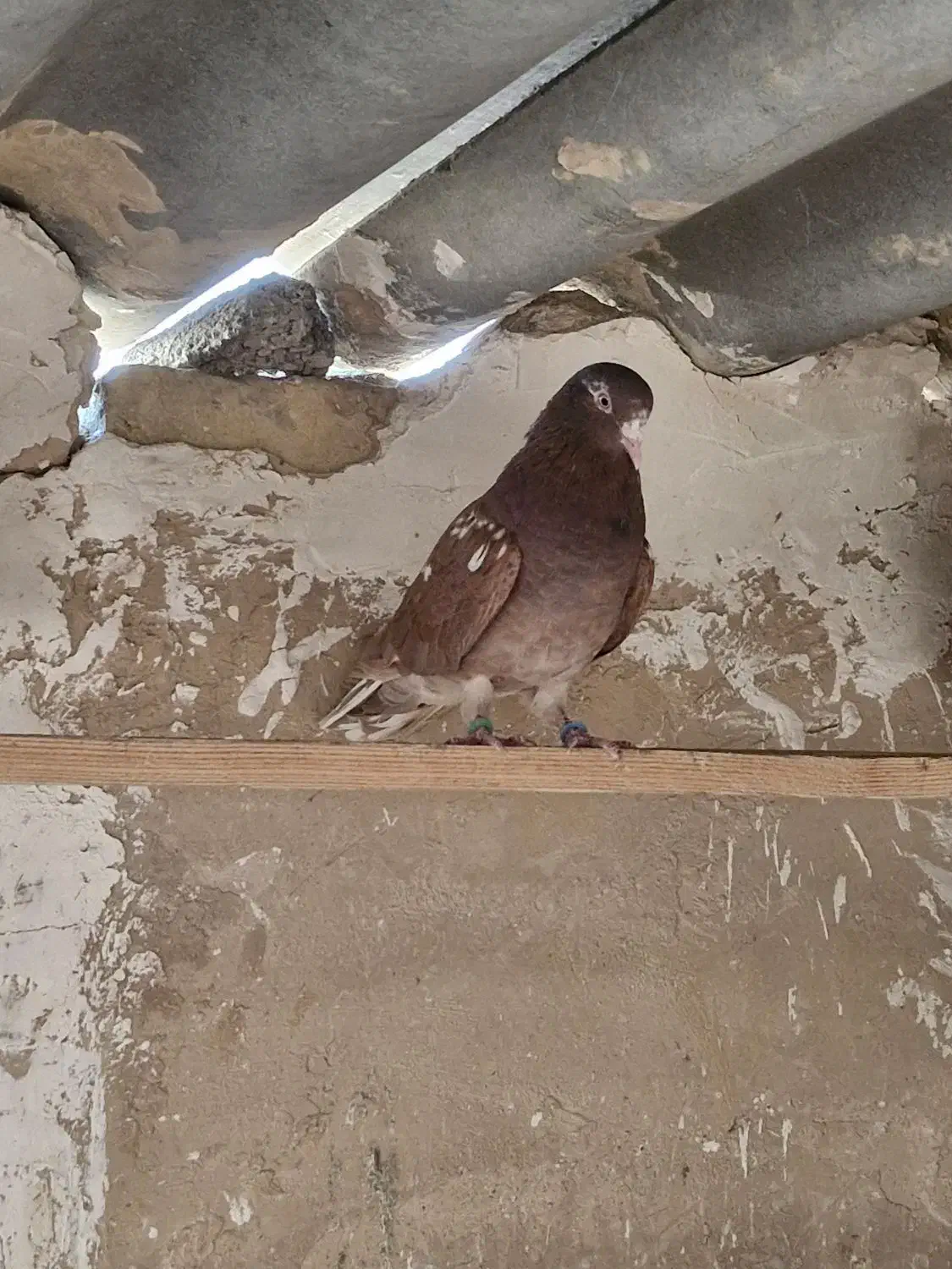 کفتر پرشی انگلیسی|پرنده|ری, فیروزآباد|دیوار