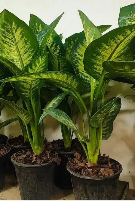 گل دیفن|گل و گیاه طبیعی|نیشابور, دربقاضی|دیوار