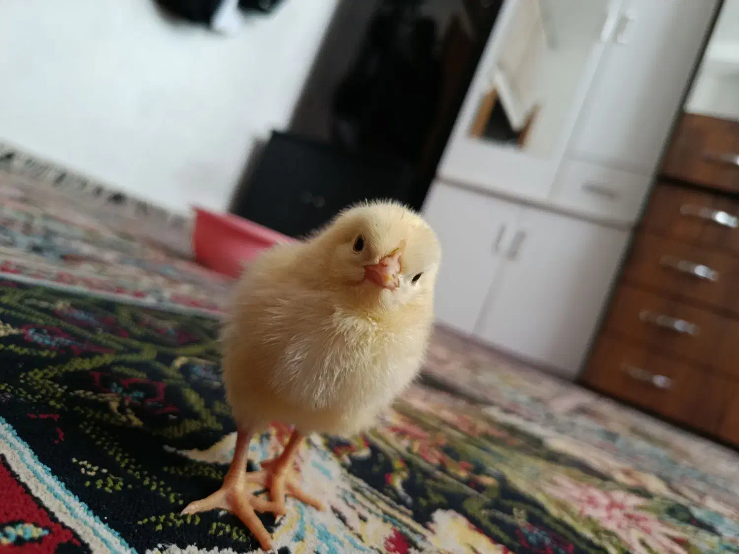 جوجه یک تا 10روزه|حیوانات مزرعه|کوهسار (البرز), |دیوار