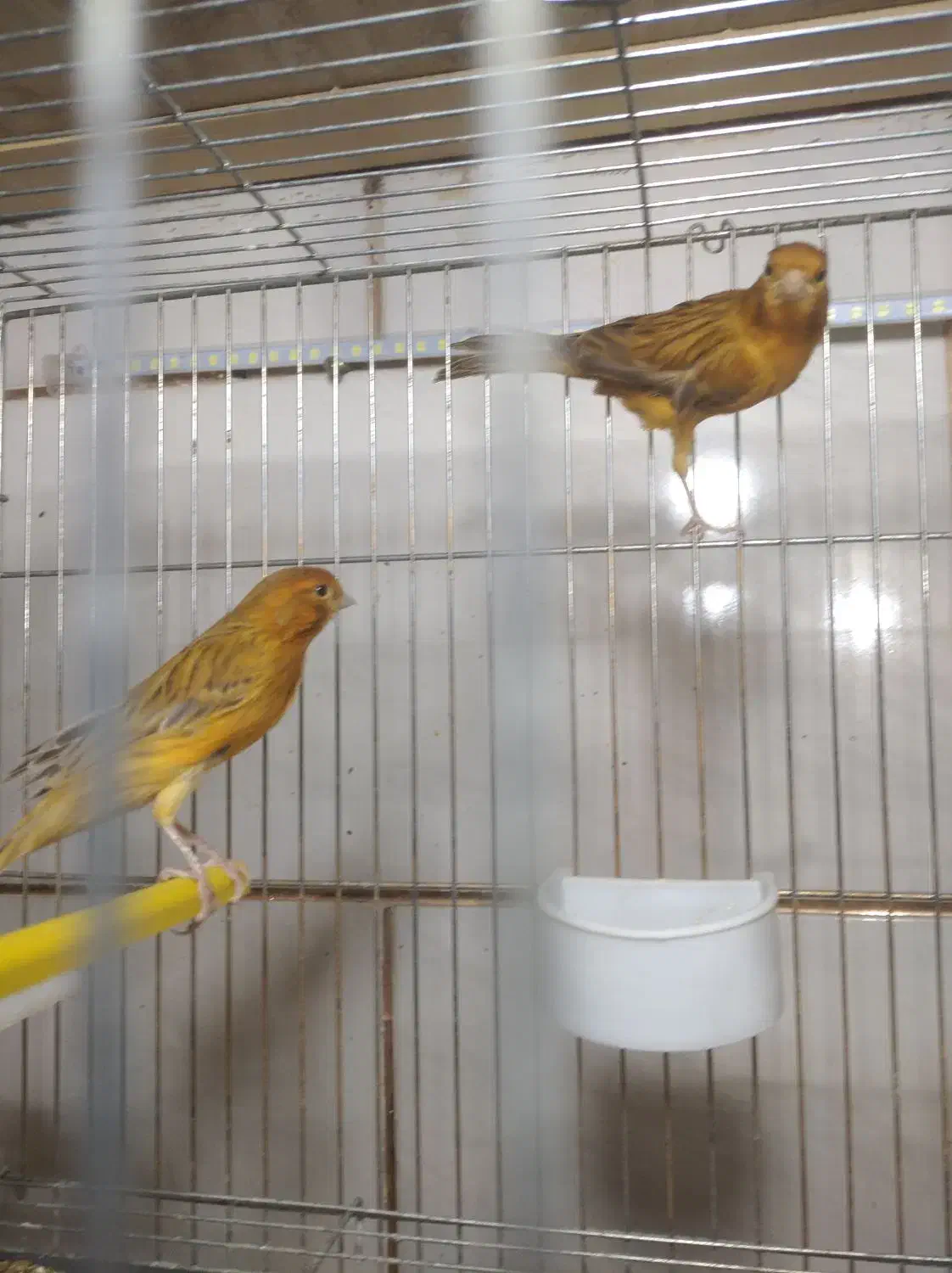 قناری مرغ عشق عروس هلندی فنچ|پرنده|خمینیشهر, |دیوار