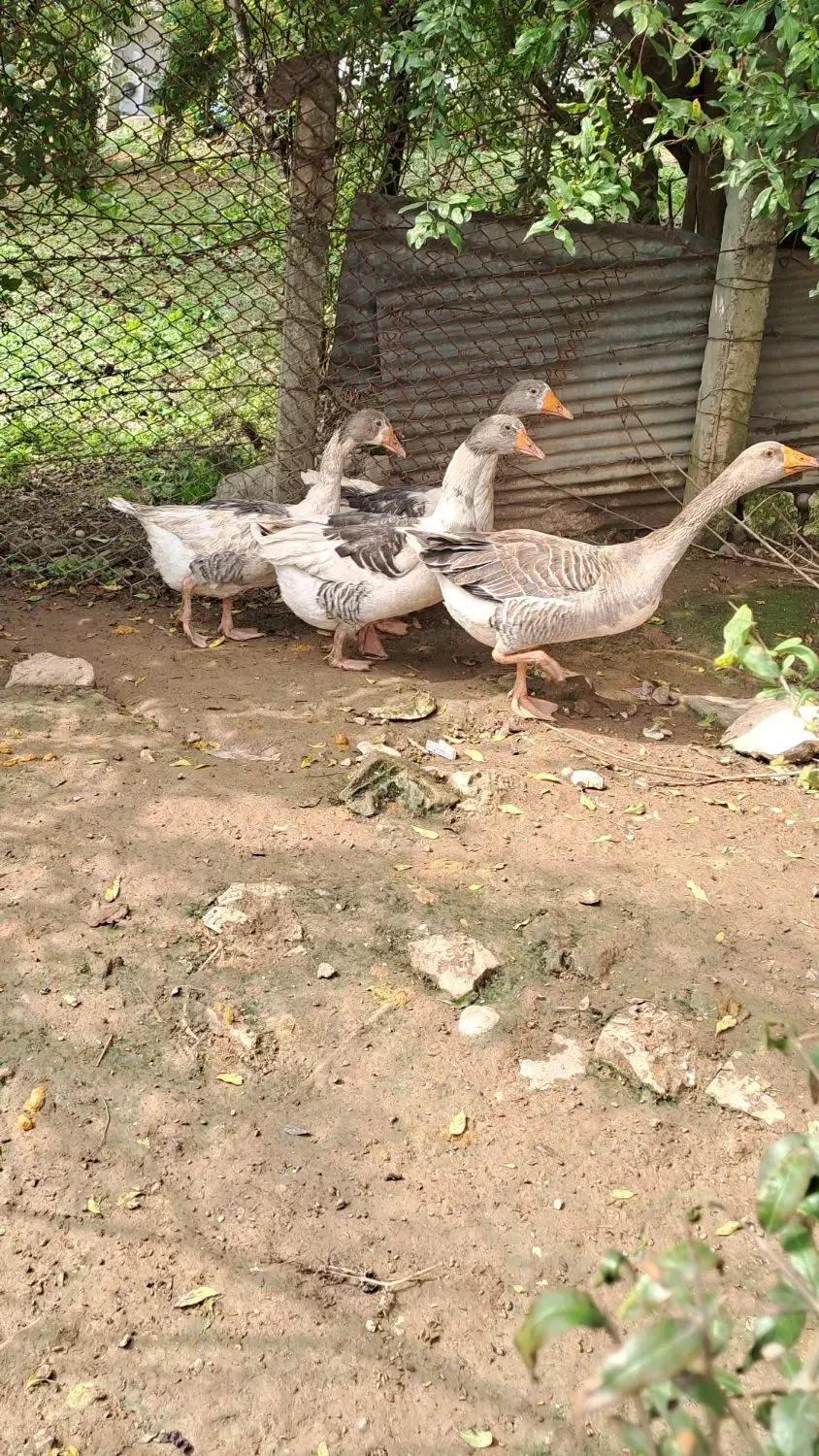 فروش ۴ تا غاز بالغ|حیوانات مزرعه|پایین هولار, |دیوار