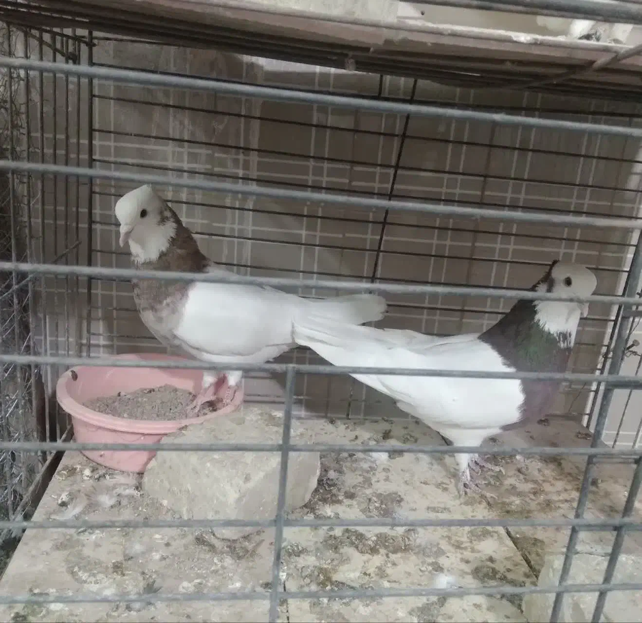 کفتر عروس هلندی کوتوله مرغ عشق فنج|پرنده|یزد, |دیوار