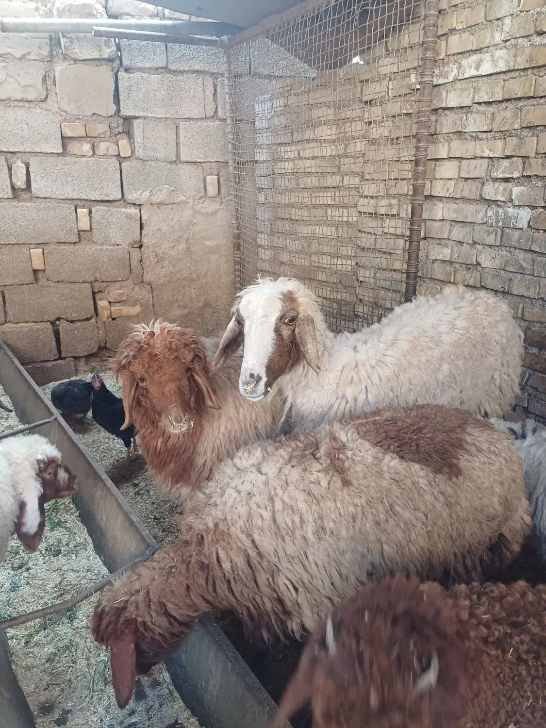 گوسفند یابره|حیوانات مزرعه|اهواز, منازل کارون|دیوار