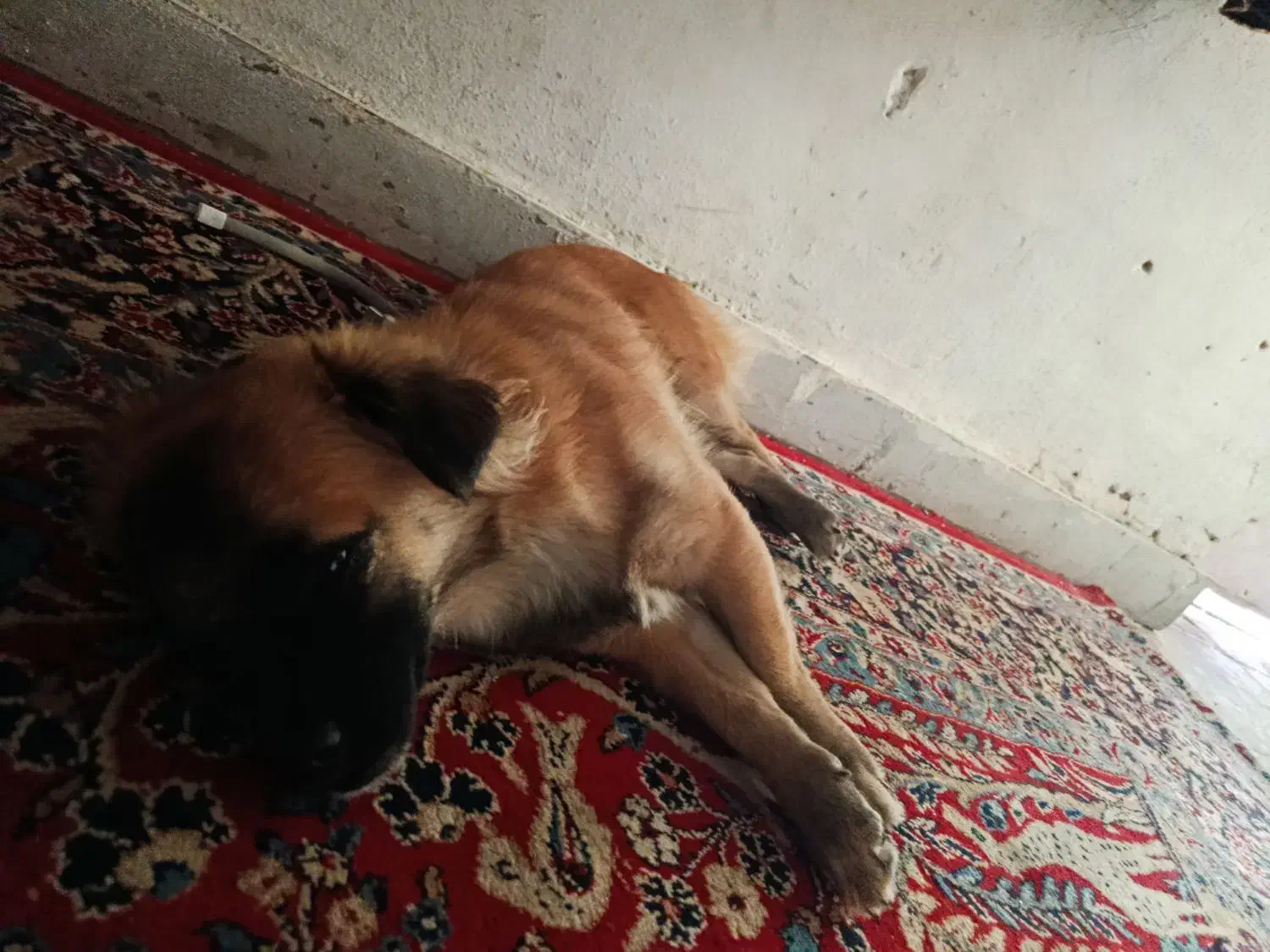 سگ پاکوتاه|سگ|شیراز, شهرک صنعتی شیراز|دیوار