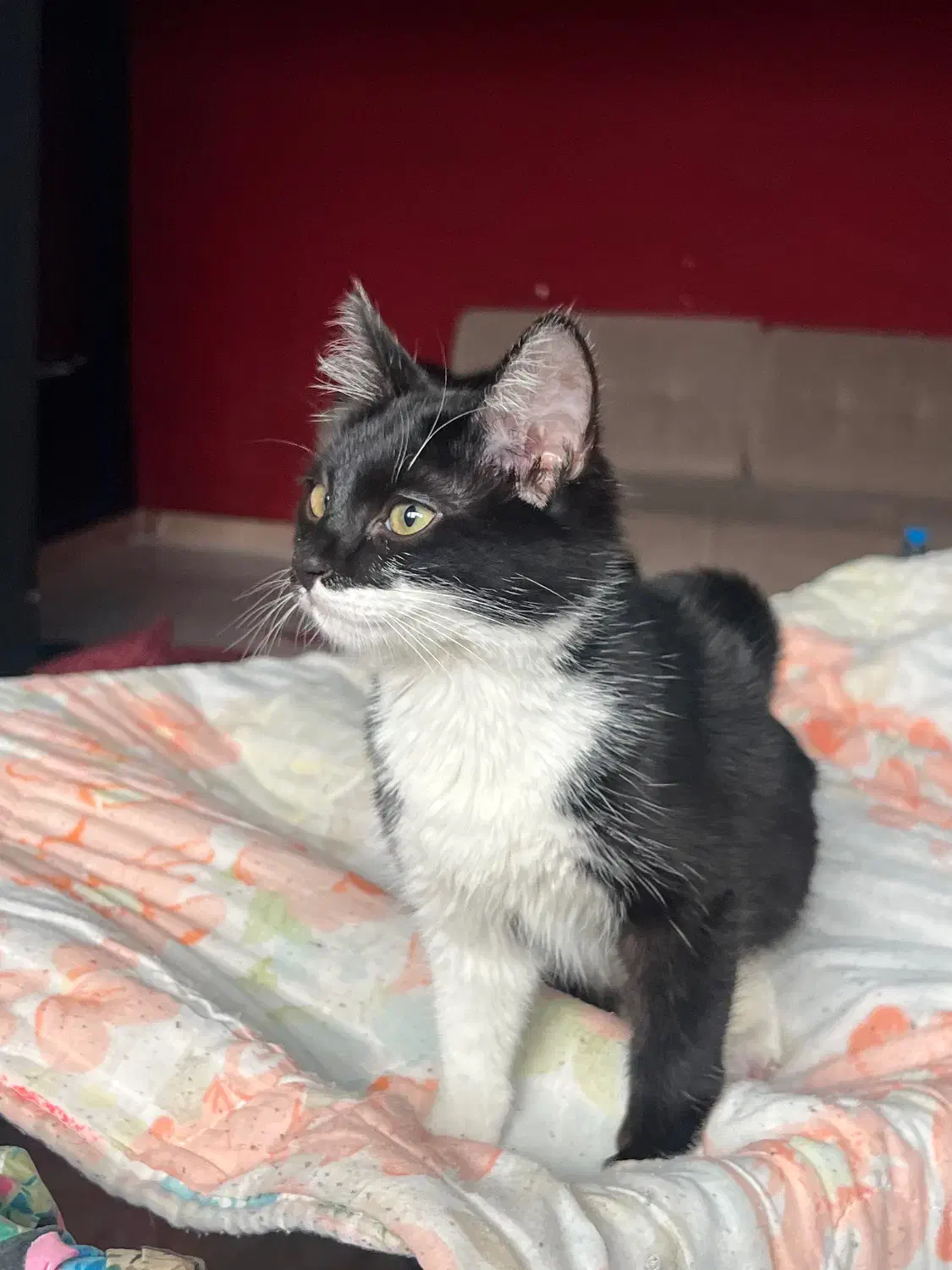 واگذاری گربه سیاه سفید|گربه|تبریز, |دیوار