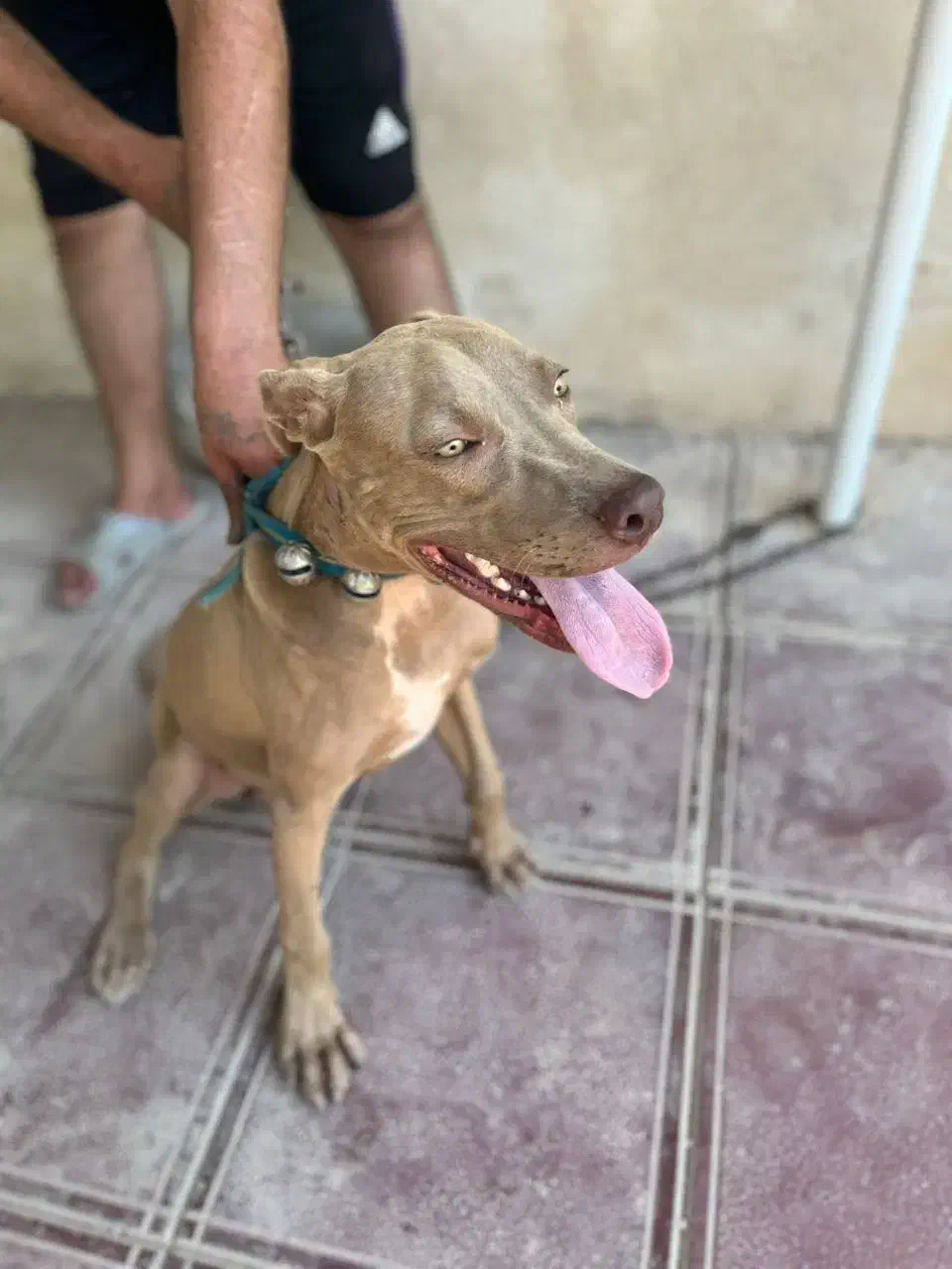 سگ امریکن|سگ|اهواز, کیانپارس |دیوار