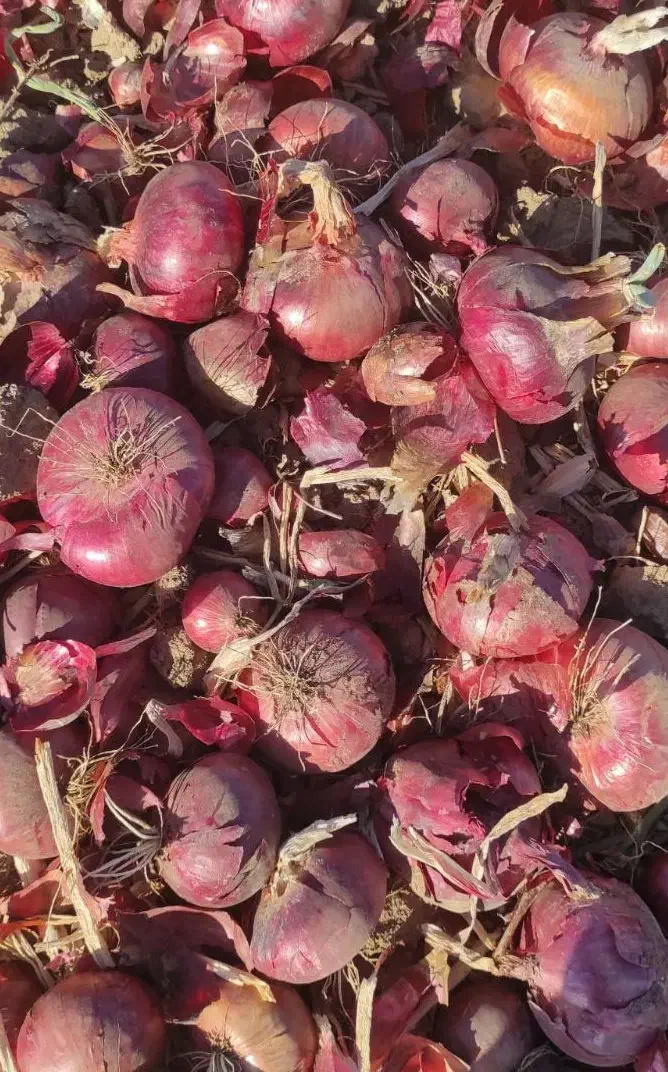 پیاز قرمز درجه یک|عمده‌فروشی|کرمانشاه, |دیوار