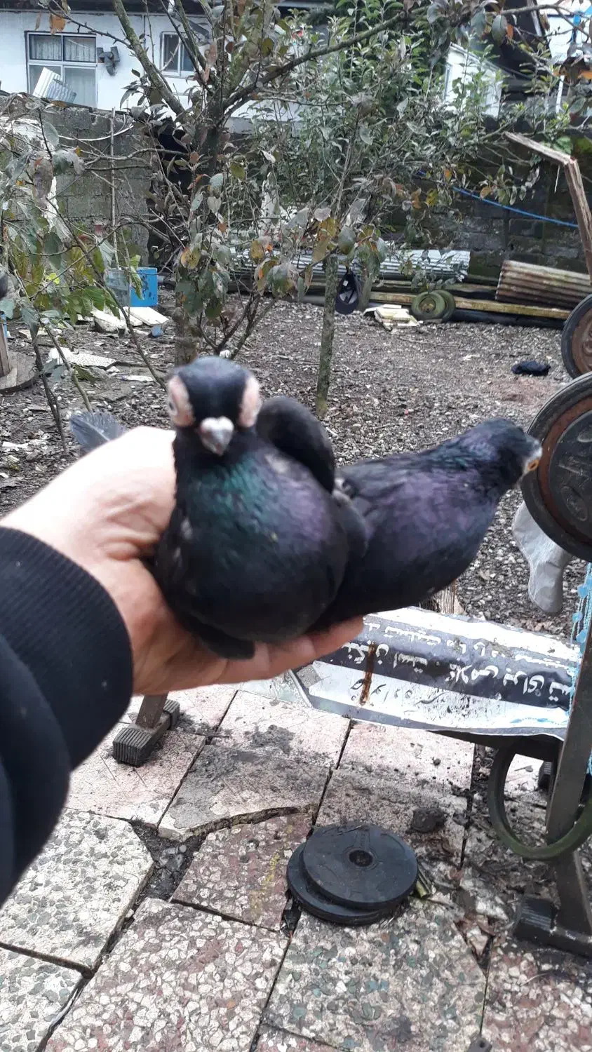 کبوتر تلسکوپی زینتی|پرنده|رشت, شکار اسطلخ|دیوار