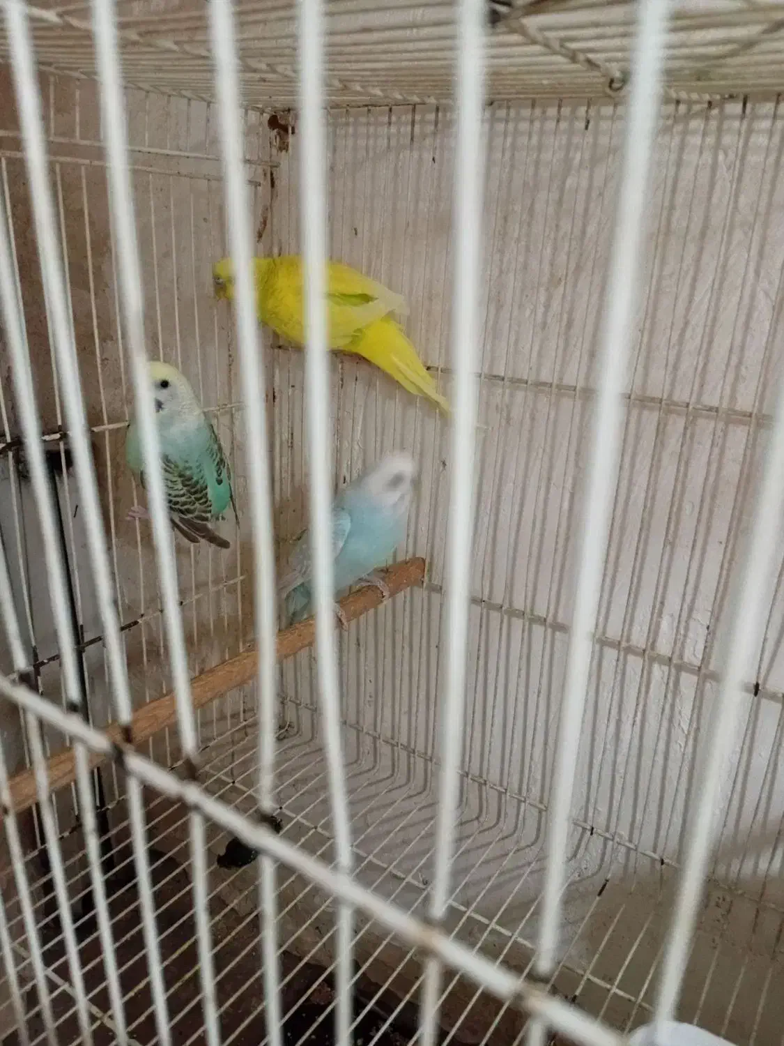 مرغ عشق|پرنده|تربت‌حیدریه, دیزقند|دیوار