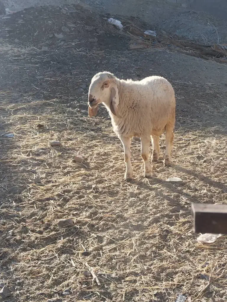 گوراند لتگی فروشی|حیوانات مزرعه|سراوان, |دیوار