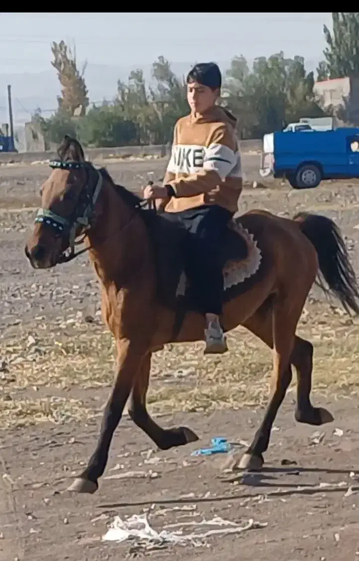 مادیان یورغه مادر زاد|اسب و تجهیزات اسبسواری|تبریز, |دیوار