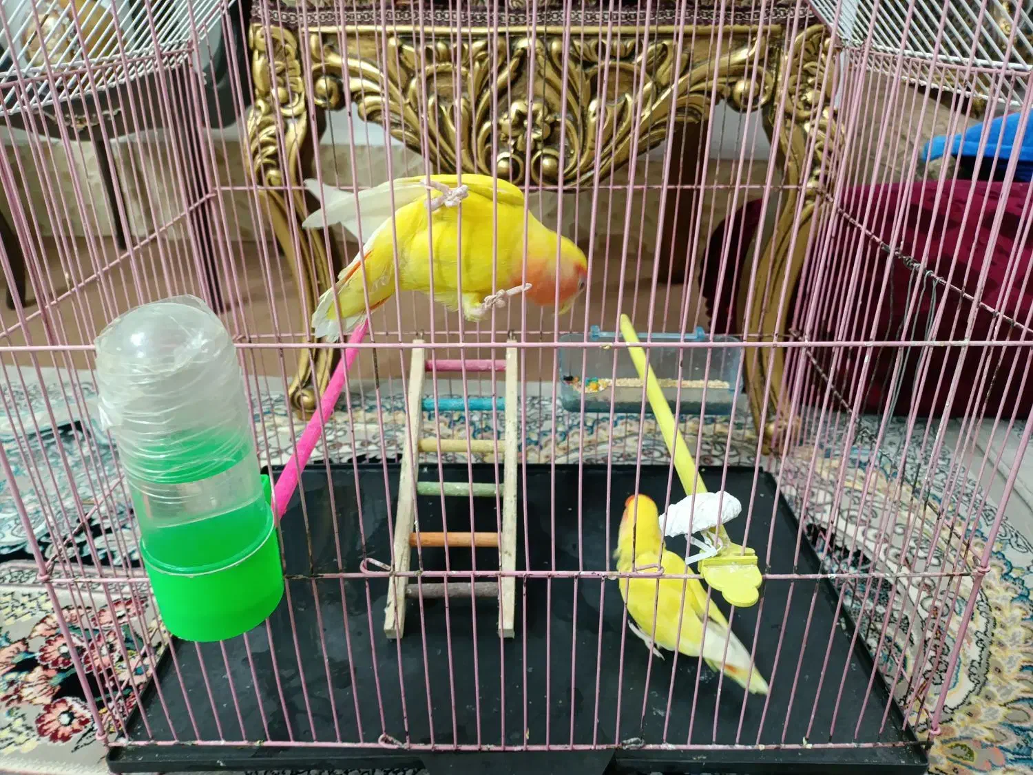 جفت کوتوله نر و ماده|پرنده|زابل, |دیوار