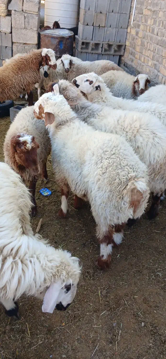 بره نر چاق|حیوانات مزرعه|ارسنجان, |دیوار