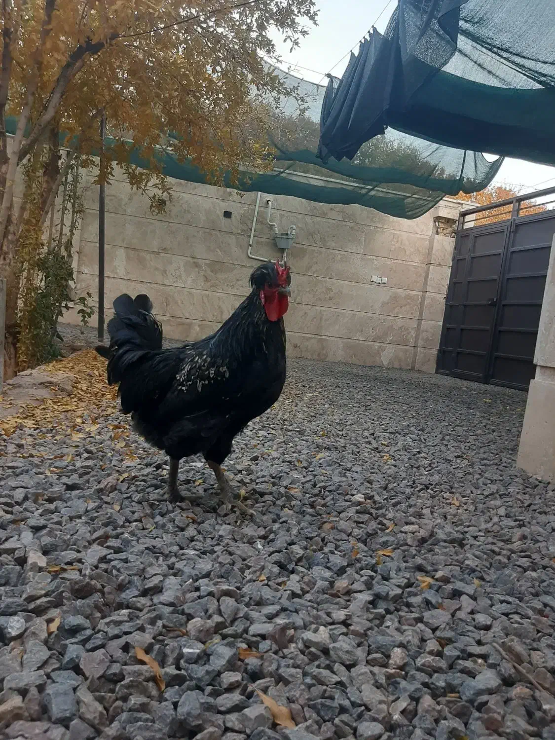 خروس جوان،۷ماهه|حیوانات مزرعه|محلات, |دیوار