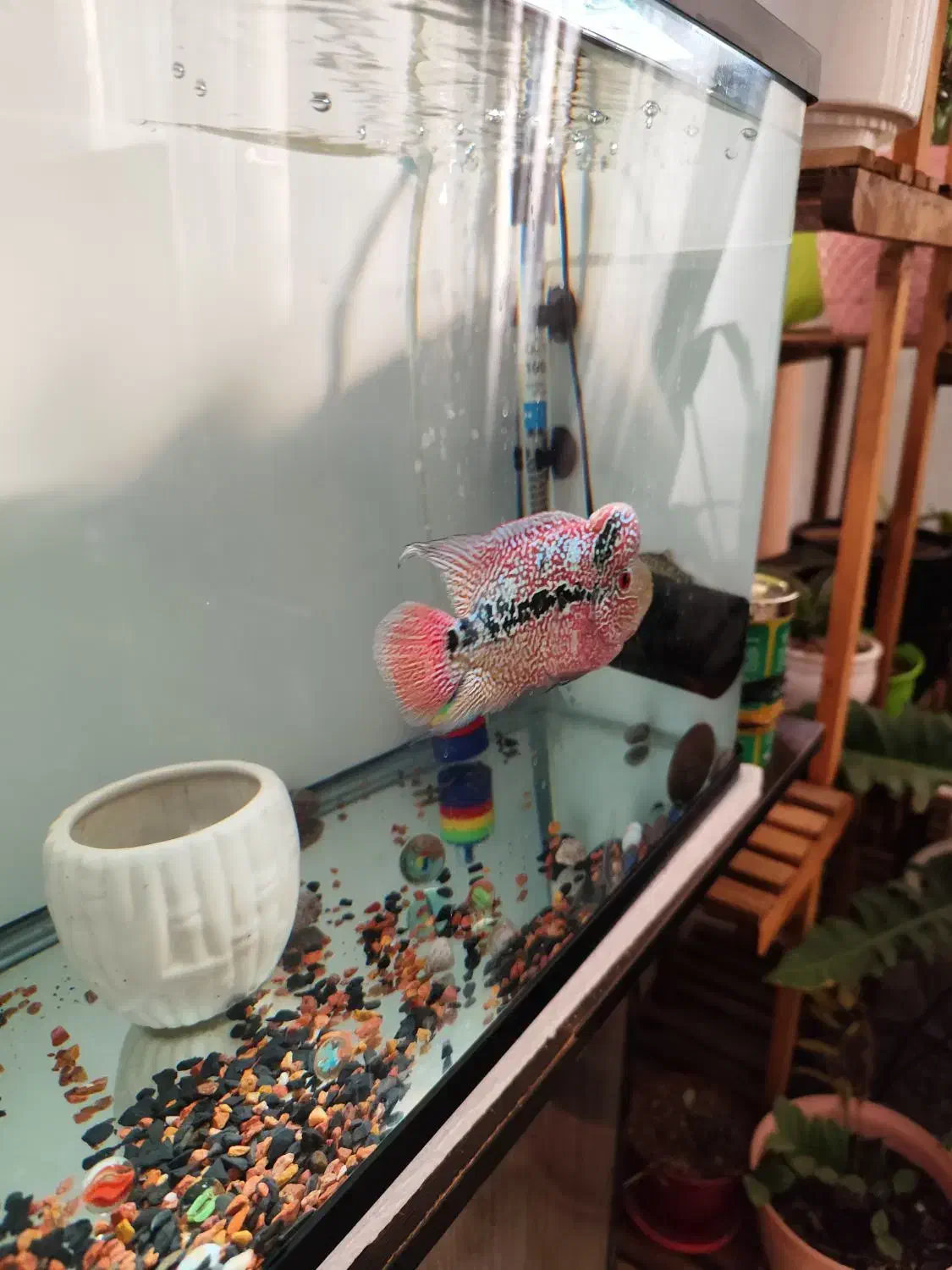 فلاور KML|ماهی|اندیشه, اندیشه فاز ۴|دیوار