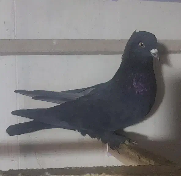 فروش کبوتر|پرنده|نقده, |دیوار