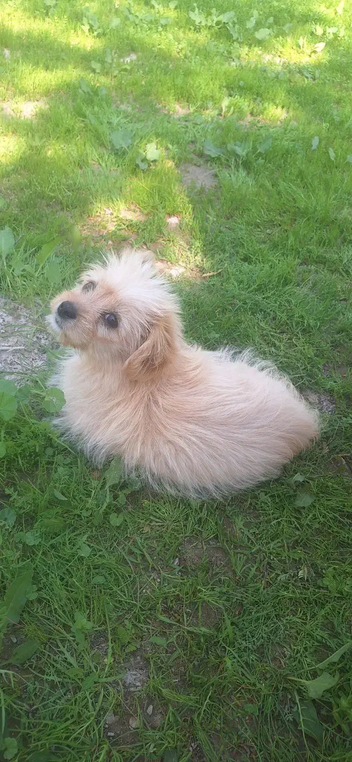 سگ شیتزو سه ماهه|سگ|بندر دیر, |دیوار