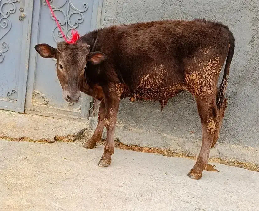 گوساله نر شاروله حدوداً ۲۰۰کیلو|حیوانات مزرعه|ایجرود, |دیوار