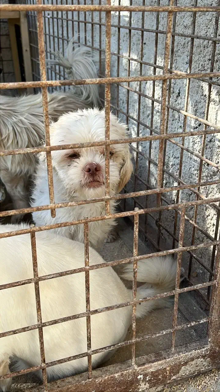 سگ پاکوتاه نر|سگ|هشتگرد, تهران دشت|دیوار