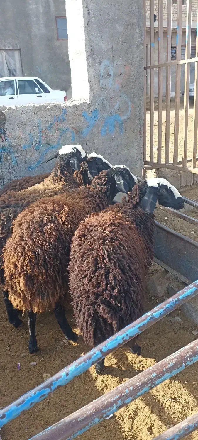 بره ماده اصل شالی درشت|حیوانات مزرعه|قیدار, |دیوار