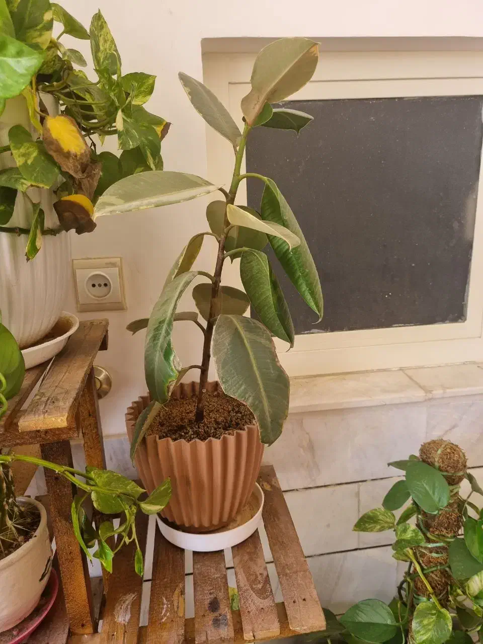 گل فیکوس|گل و گیاه طبیعی|فردوس (خراسان), |دیوار