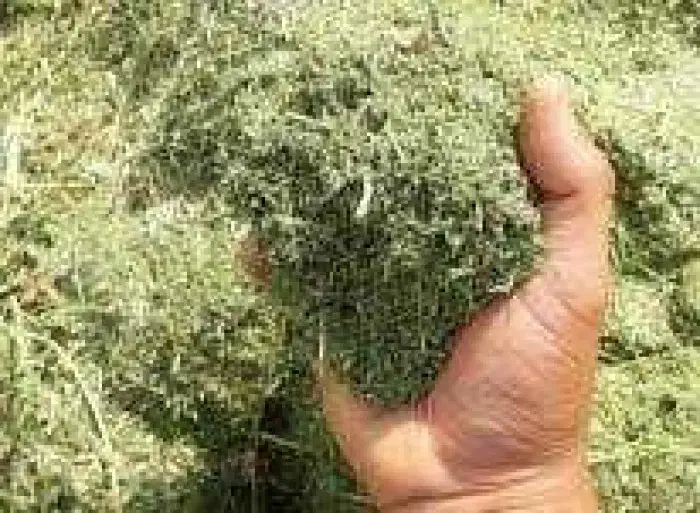 یونجه|لوازم جانبی حیوانات|آباده, |دیوار