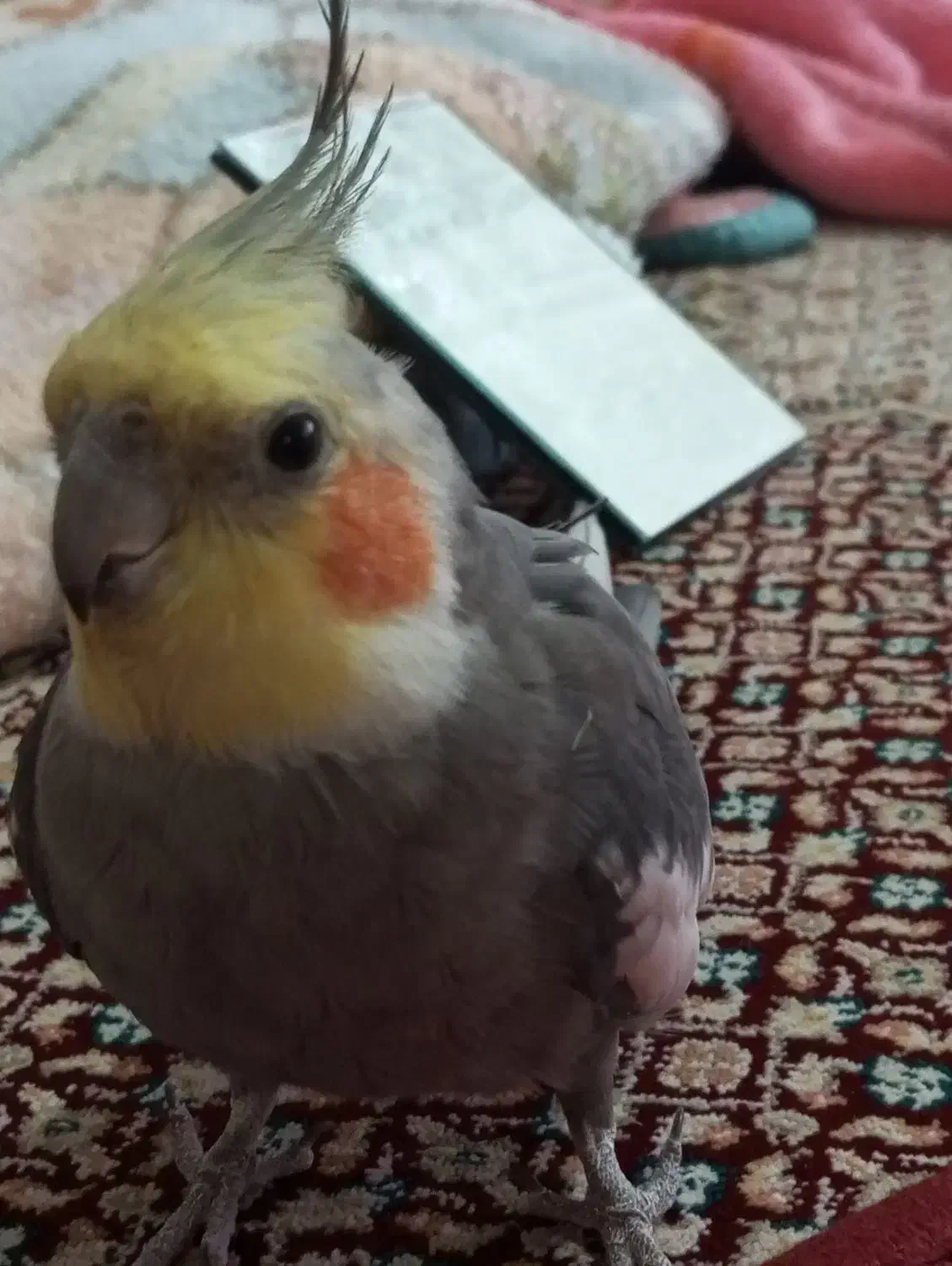 عروس سخنگو|پرنده|اردبیل, |دیوار