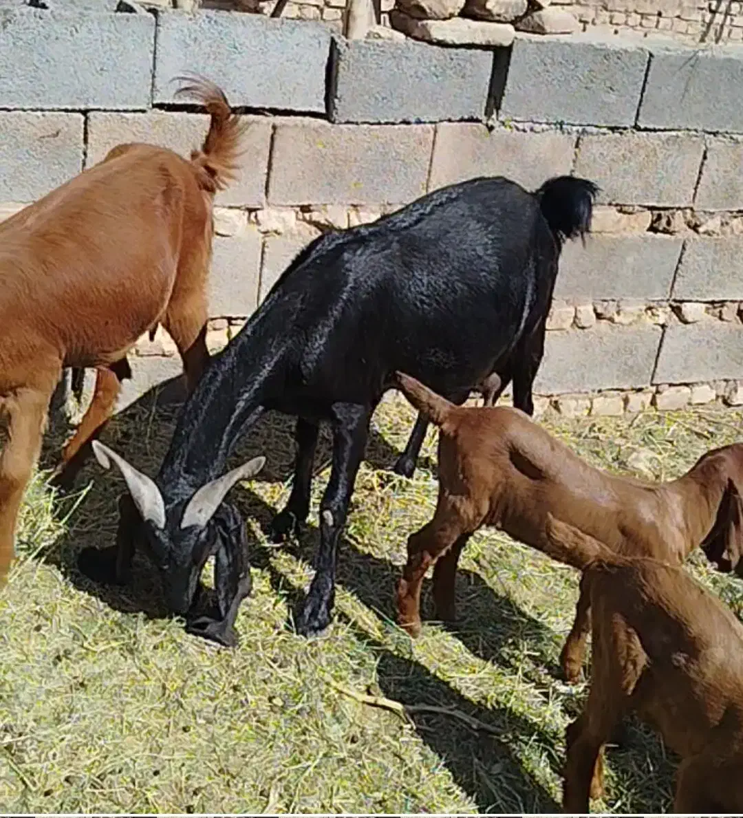 برو کهره داشتی شیرا|حیوانات مزرعه|کشکوئیه, |دیوار