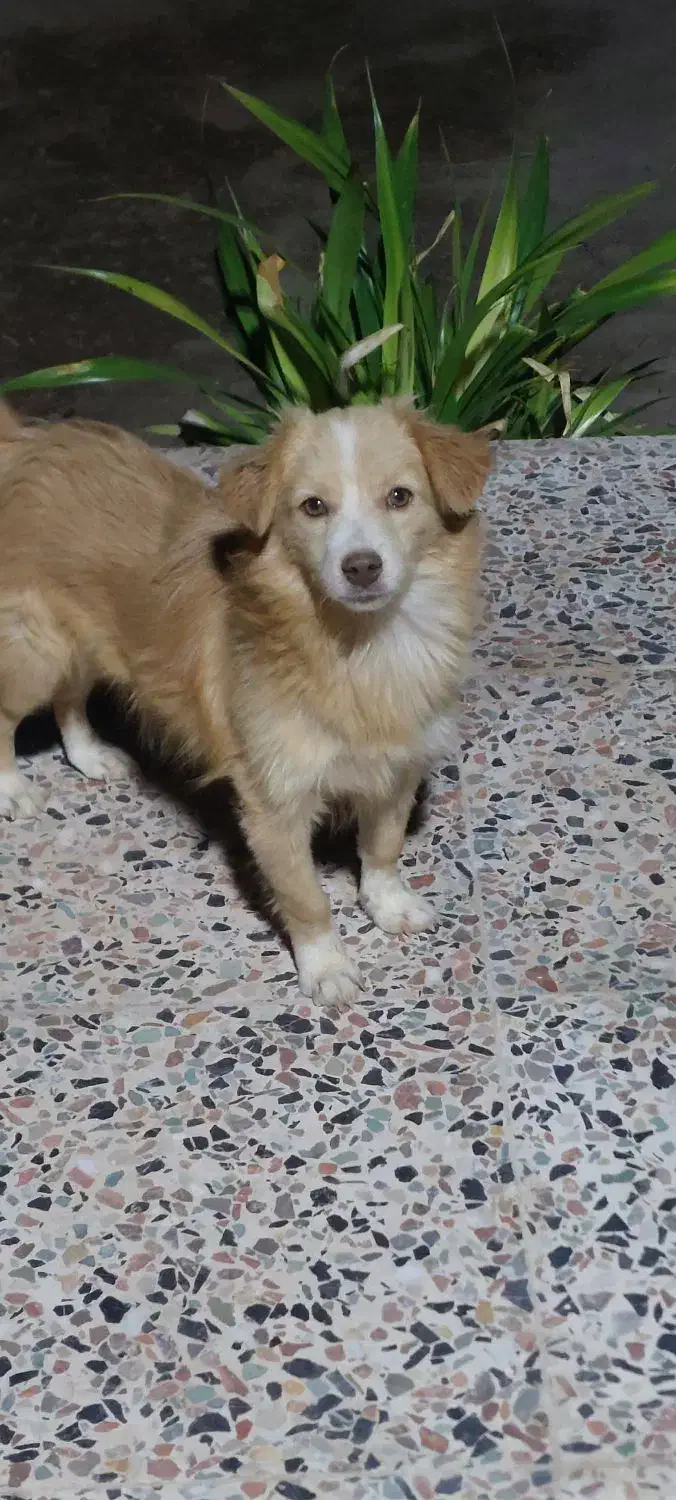 اشپیتز پامر|سگ|بندرعباس, |دیوار