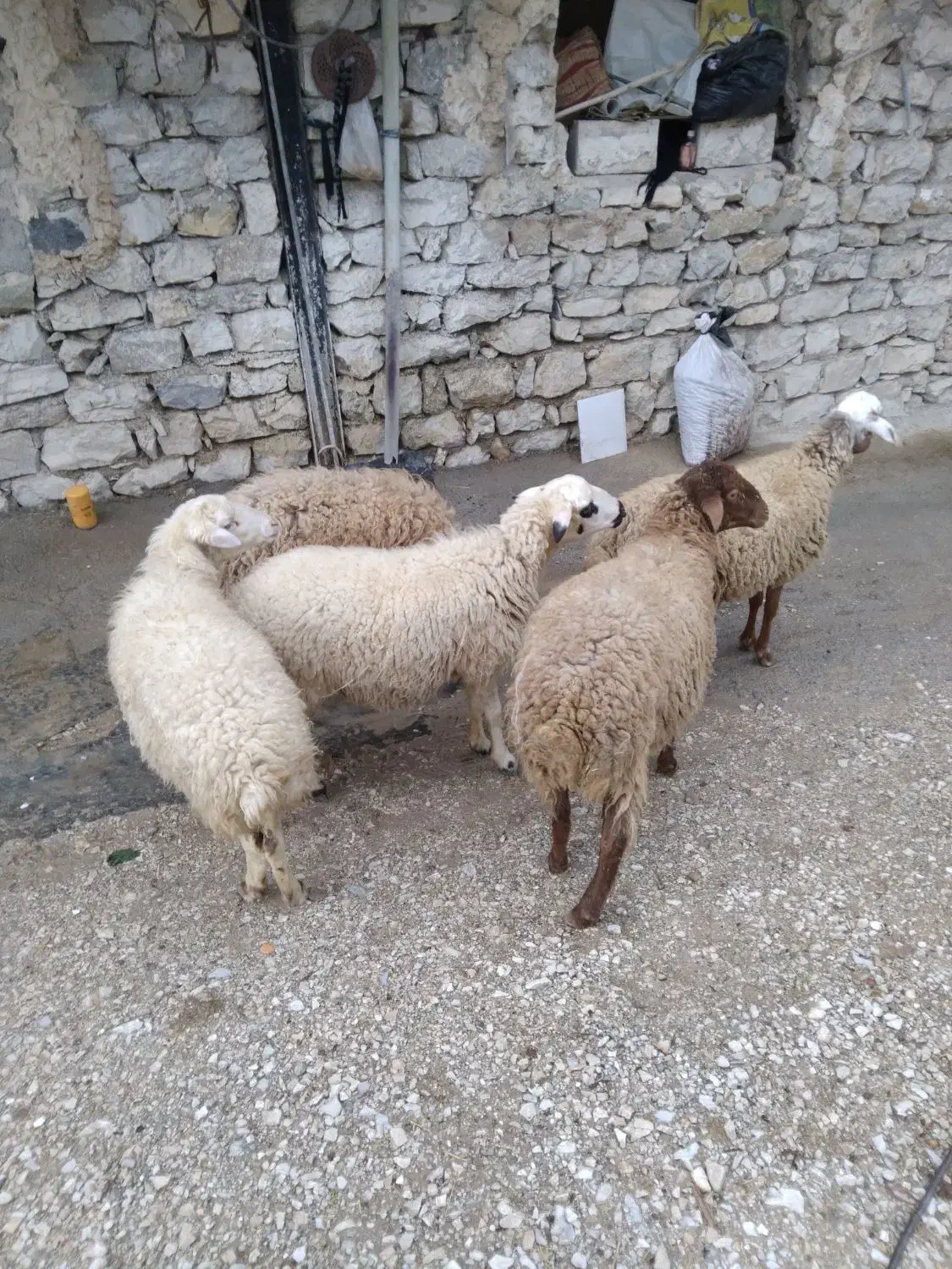 فروش گوسفند|حیوانات مزرعه|کلاشی, |دیوار