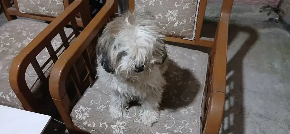 شیتزو نر|سگ|لنگرود, |دیوار