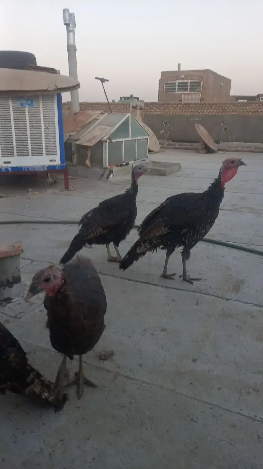 بوقلمون برنزه|حیوانات مزرعه|حمیدیا, |دیوار