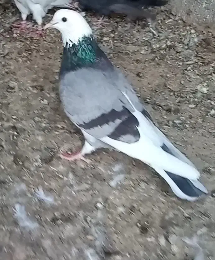 کبوتر پرشی|پرنده|گمیشان, |دیوار