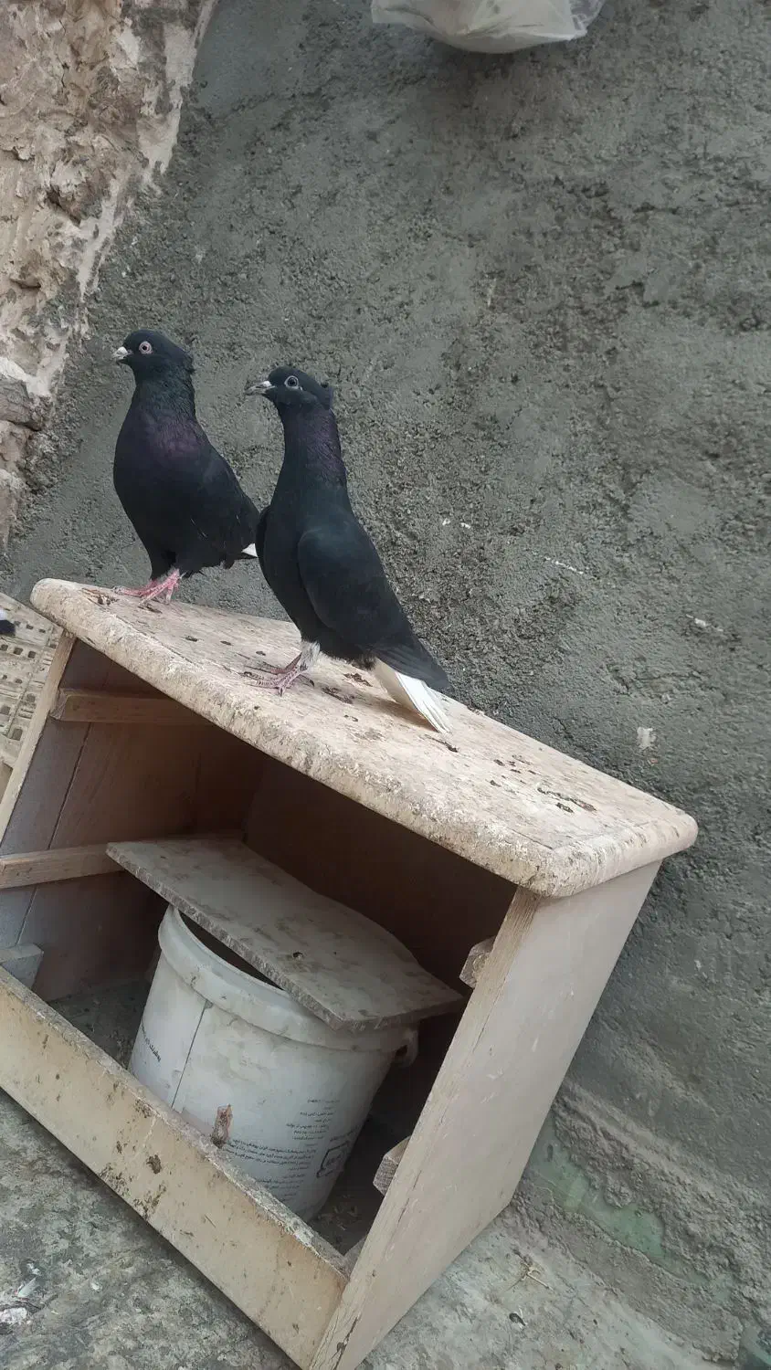 سفید|پرنده|تربت جام, حافظ|دیوار