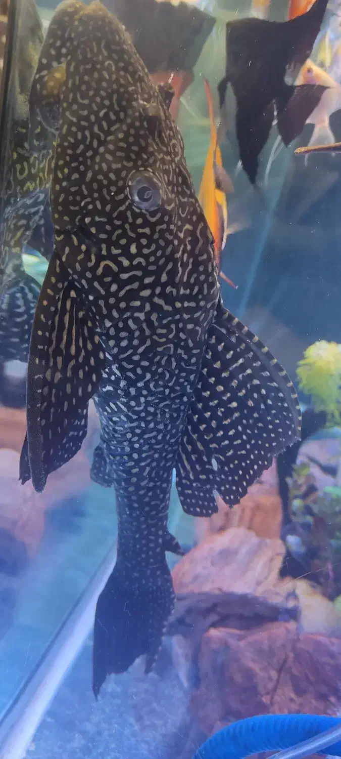 کت فیش لجن خوار اسپرت|ماهی|شیراز, پودنک|دیوار